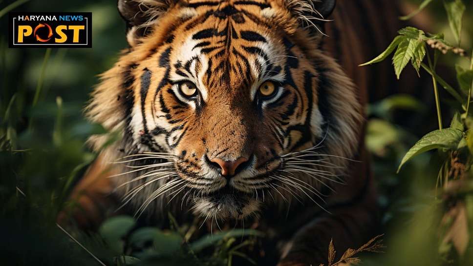 Rewari Tiger Update News: एसटी 2303 टाइगर को लेकर सोशल मीडिया पर उड़ाई अफवाह तो खैर नहीं 