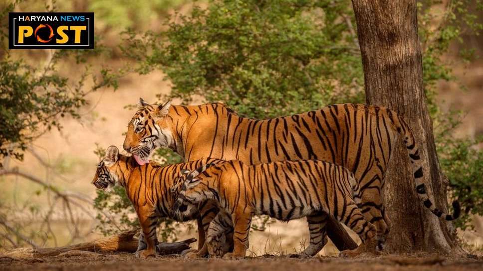 Haryana News : हरियाणा में अवैध खनन, अतिक्रमण, भोजन-जल संसाधनों की कमी के चलते रिहायशी इलाकों का रुख कर रहे तेंदुए और बाघ 