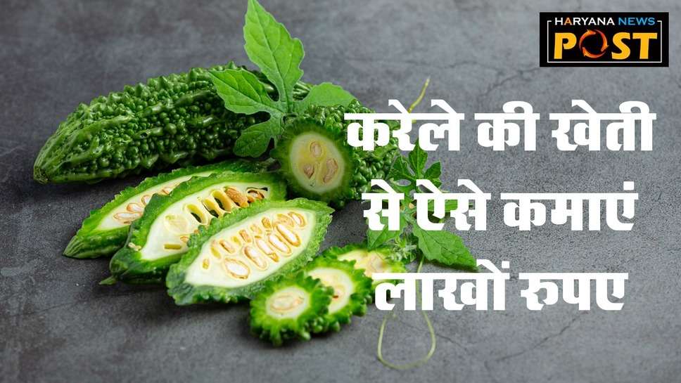 Karele Ki Kheti: ऐसे करेंगे करेले की खेती तो बंपर होगी फसल और कमाएंगे भी लाखों