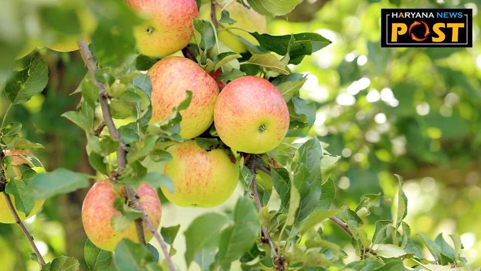 Himachal Apple: इस सेब सीजन से यूनिवर्सल कार्टन‌ में बिकेगा सेब, अब एक पेटी में 20 किलो से अधिक नहीं आएगा