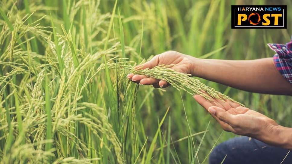 PM Kisan haryana: हरियाणा के किसान ध्यान दें, जल्द करा लें ये जरूरी काम, वरना अटक जाएगा आने वाली किस्त का पैसा