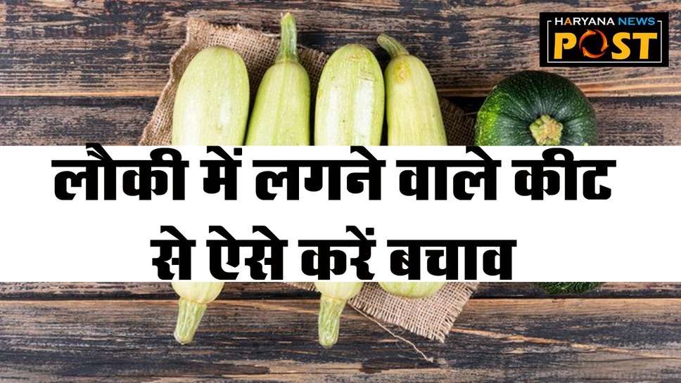 Bottle Gourd Farming: लौकी की फसल में लगने वाले कुछ प्रमुख कीट एवं नियंत्रण के तरीके