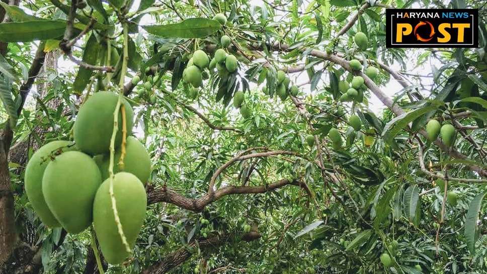 Mango Scene : आम के मंजर की दहिया और मधुआ कीट से ऐसे करें बचाव, कृषि विभाग ने बागवानों को बताए गुर