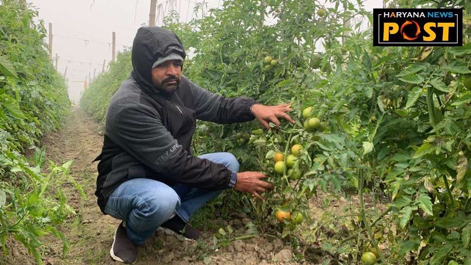 Karnal farmer cultivating tomatoes