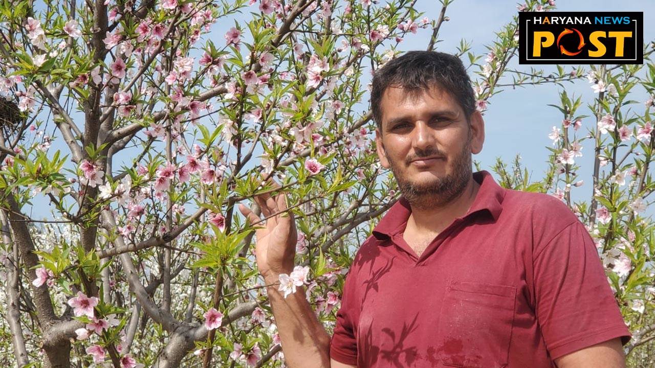 darvesh patad of hisar Plum Cultivation, knowledge of cultivation of plums with scientific techniques