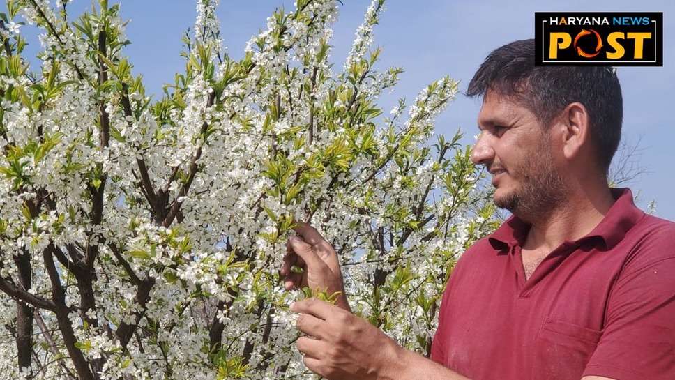 Plum Cultivation: हरियाणा के इस किसान की आलूबुखारा खेती को देख सब हैरान, आप भी जान लें ये तकनीक 