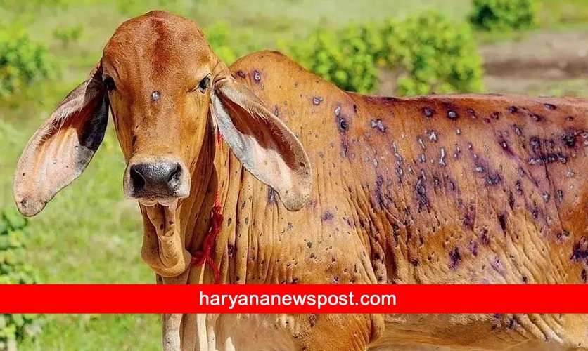 Haryana News: हरियाणा में लंपी बीमारी से अब तक 2929 मौत, 75  पशुओं फीसद को वैक्सीन लगी