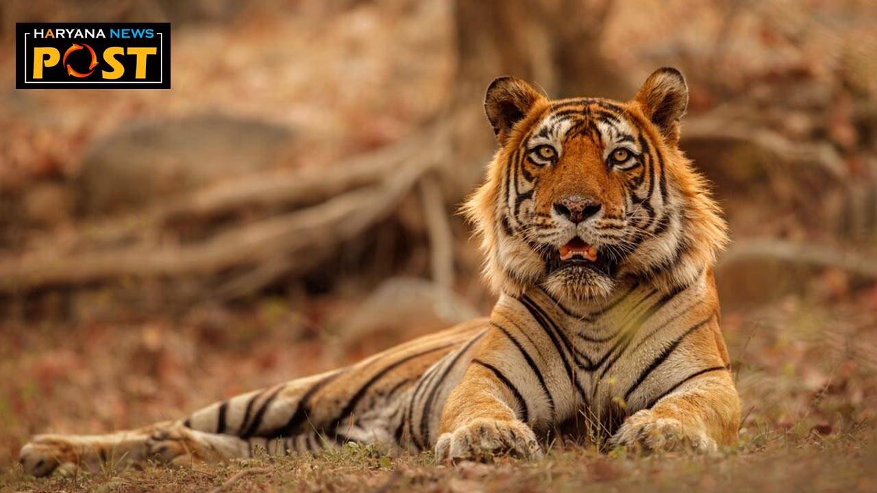 st 2303 tiger weighed 200 kg, Rewari Tiger Latest Update news, Rewari Tiger News, alwar tiger, latest tiger rewari news, rajsthan tiger attack, rewari tiger, 