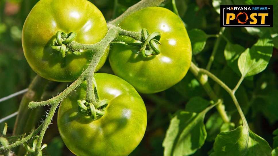 Green Tomato Farming: हरे टमाटर की खेती कैसे करें, इसकी फसल कर देगी आपको मालामाल 