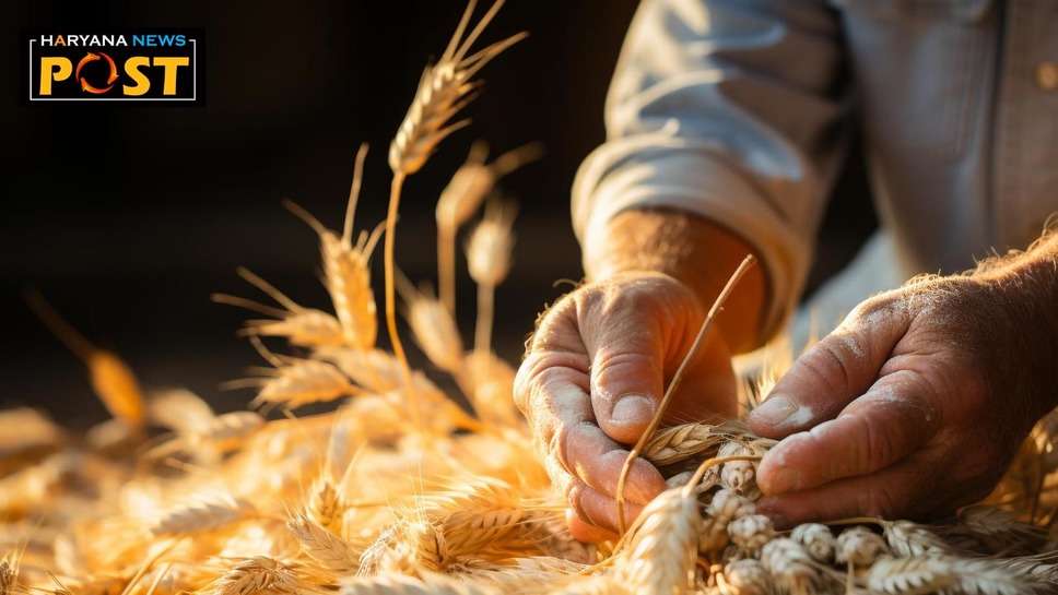 Wheat Crop Damage : बारिश के बाद गेहूं की फसल को नुकसान से बचाने के टिप्स, इस तकनीक से उठाएं फायदा 