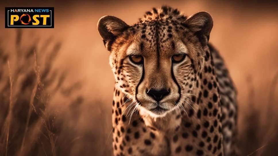 Hisar Leopard News : हिसार के अग्रोहा के गांव कुलेरी में तेंदुआ दिखाई देने के बाद हड़कंप, सर्च अभियान शुरू