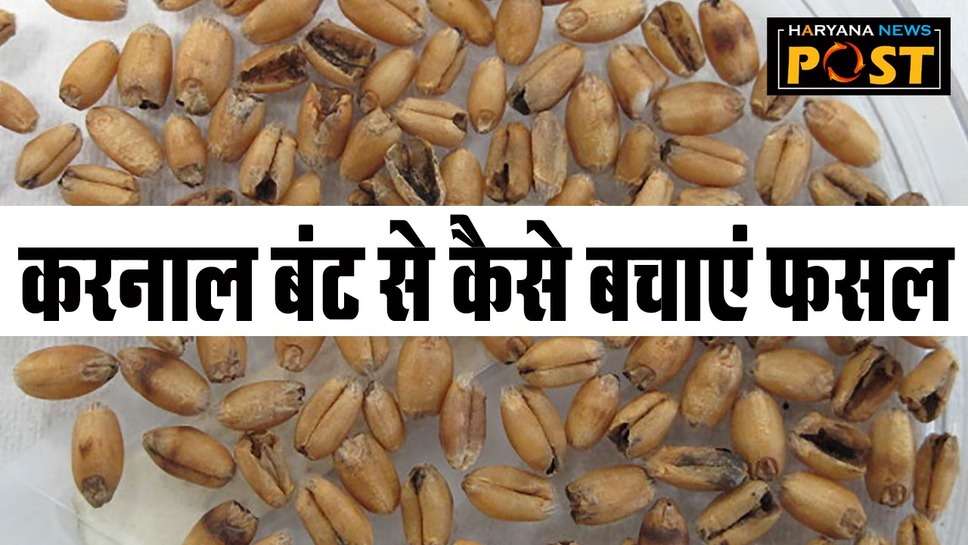 Karnal Bunt : करनाल बंट से गेहूं की फसल को समय रहते बचाएं किसान, नहीं तो भुगतना पड़ सकता है