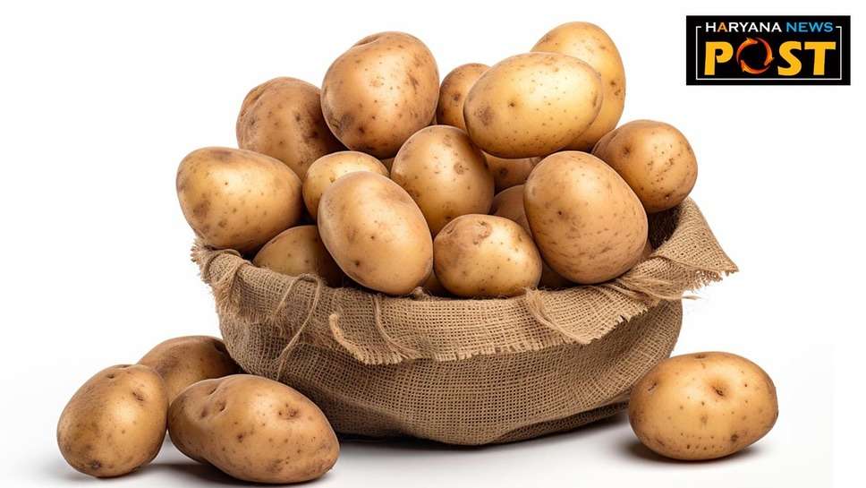 Le Bonotte Potato: ये आलू बिकता है सबसे महंगा, किसान खेती करके कमा सकते हैं लाखों 