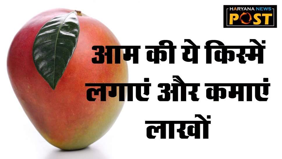 Mango Varieties: आम की रंगीन किस्में देंगी अच्छा मुनाफा, ऐसे करेंगे बागवानी तो कमा लेंगे ढेरों रुपया