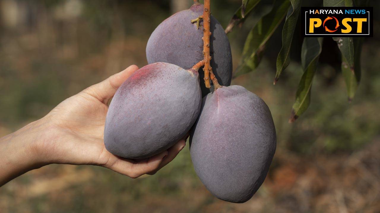 Mango Orchard, mango yield, mango farming, Mango irrigation, fruit creaking, fruit drops, mango orchard management, quality mango production, 