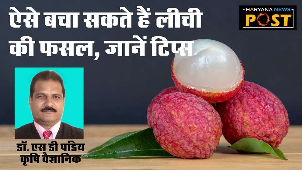 Borer Pest in Litchi Fruits : लीची के फलों को फल बेधक कीट के प्रकोप से बचाएं, जानें कौन से कीटनाशक का करें प्रयोग