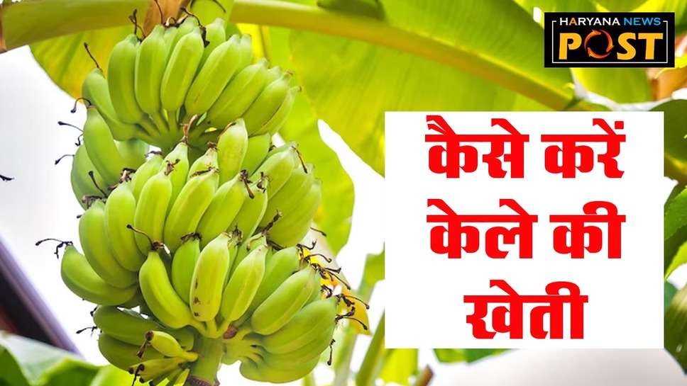 Kele ki Kheti : पारंपरिक फसलों को छोड़ शुरू करें केले की खेती, बंपर फसल दिला देगी ऑडी कार