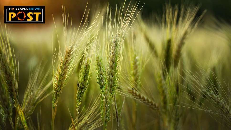 Haryana News : हरियाणा के किसान हो जाएं सतर्क, अचानक तापमान बढ़ने से प्रभावित हो सकती है गेहूं की फसल