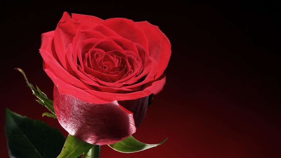 Rose Day Messages Wishes for Friends रोज डे पर फ्रेंड्स को भेजें ये लाजवाब मैसेज और जीत लीजिए उनका दिल