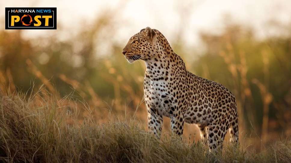 Sonipat Leopard News: सोनीपत व गोहाना के बीच में तेंदुए दिखा, गांव फरमाणा, तिहाड़ मलिक, मोहाना व आसपास के गांवों में अलर्ट 