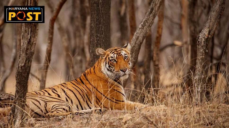 Rewari Tiger News today : रेवाड़ी में देखे गए ST 2303 Tiger की उम्र ढाई साल और 200 किलो वजन