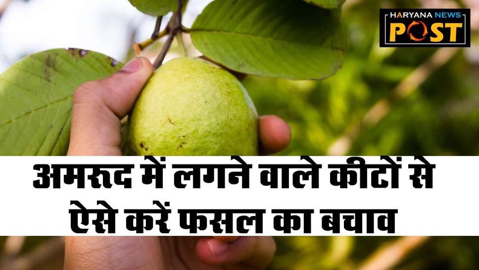 Guava Pest Diseases: अमरूद की फसल में लगने वाले फल-मक्खी कीट से ऐसे करें बचाव