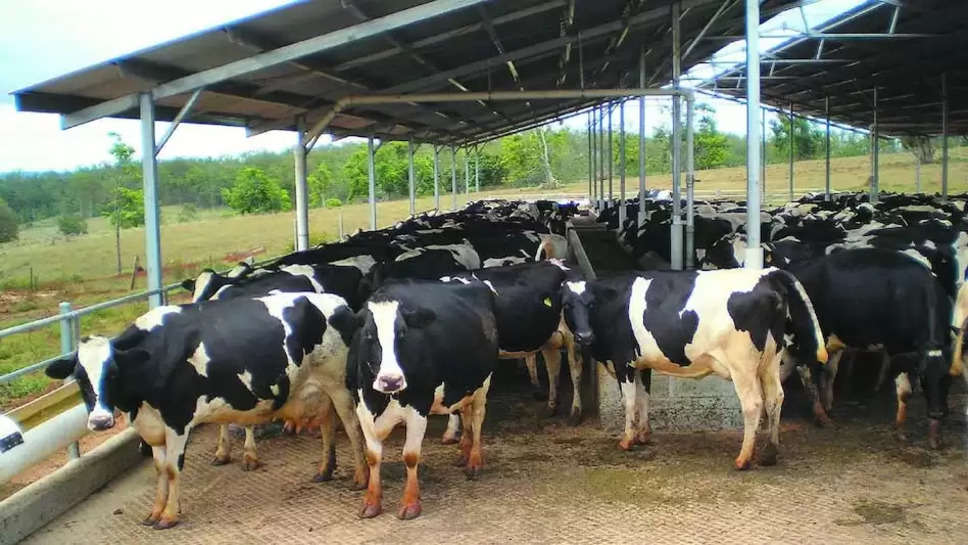 Dairy Entrepreneurship Development Scheme: जानिए पशुपालकों को डेयरी व्यवसाय के लिए कितना मिलेगा लोन?