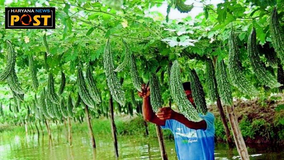 Hybrid Varieties of Bitter Gourd in Hindi: हाइब्रिड करेला कर देगा किसानों को मालामाल, ये हैं बेहतरीन किस्में