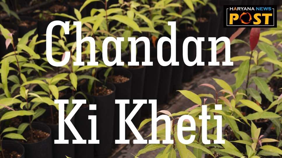 Chandan ki Kheti: कम समय में बनना चाहते हैं करोड़पति तो शुरू करें चंदन की खेती 