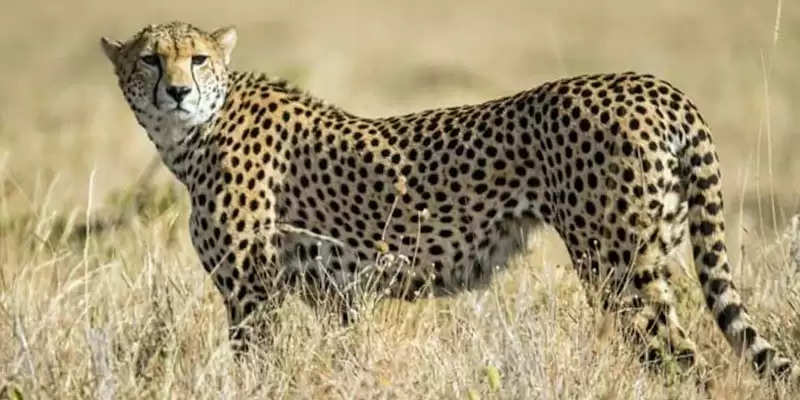 Interesting Facts About African Cheetah