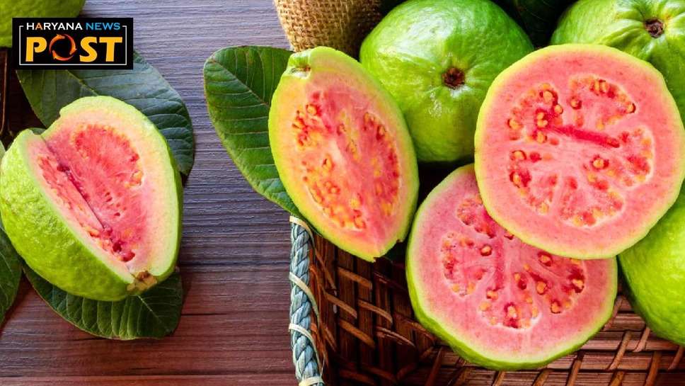 Taiwanese Pink Guava: इस किसान ने रेतीली जमीन पर उगा दिया ताइवानी पिंक अमरूद, अब कमा रहे लाखों 