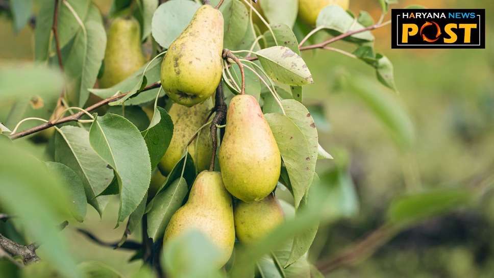 Pear Farming : हरियाणा के किसान नाशपाती की खेती से कर सकते हैं लाखों की कमाई, बागवानी विभाग लाडवा दे रहा ट्रेनिंग