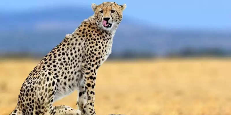 Cheetah Translocation