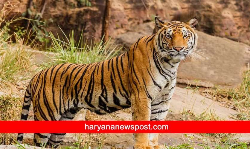 Bhiwani News: हरियाणा के भिवानी चिड़ियाघर में शेरनी गीता गर्भवती, अगले महीने देगी शावकों को जन्म