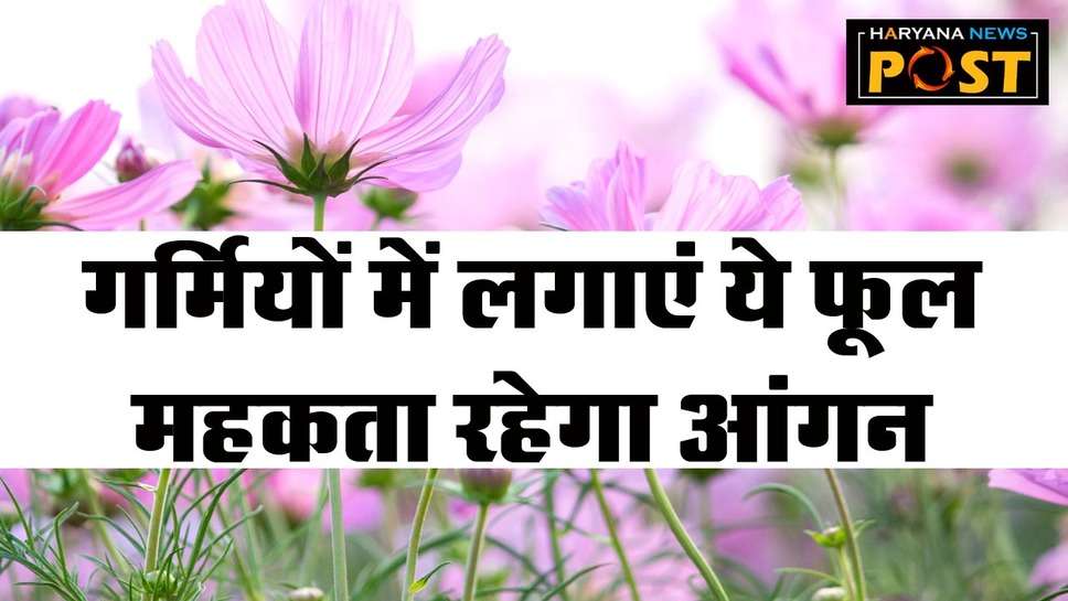 Summer Flowering Plants: इस मौसम में अपने गार्डन को इन फूलों से दें नया लुक