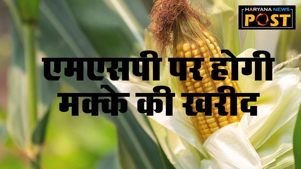 MSP on Maize: मक्‍का किसानों के लिए खुशखबरी अब एमएसपी पर होगी खरीद, सरकारी एजेंसियों के साथ होगा समझौता