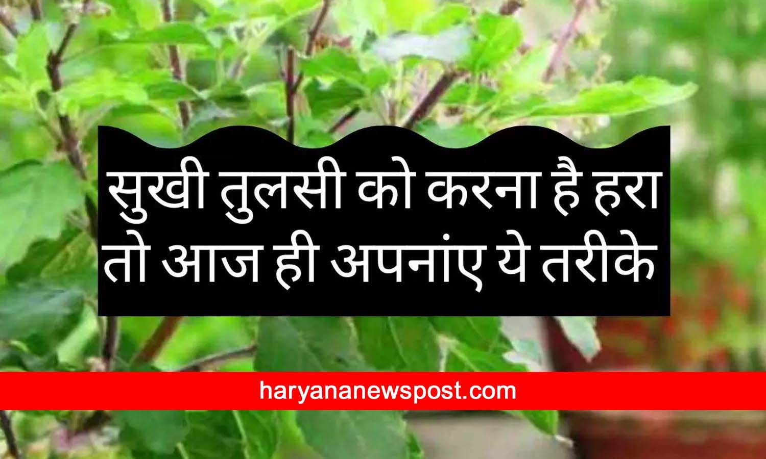 sardiyon mein tulsi ko kaise bachayen