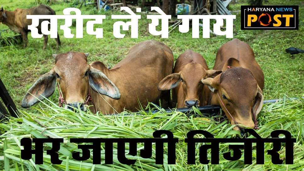 Dairy Farming: डेयरी फार्मिंग के लिए बेस्‍ट हैं गाय की ये किस्‍में, देती हैं इतना दूध कि भर जाएगी आपकी तिजोरी