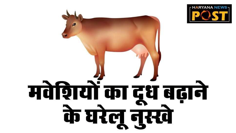 Remedies for increasing Milk: गाय भैंस के दूध की मात्रा कैसे बढ़ा सकते हैं, इन उपायों से मवेशी भी रहेंगे फि‍ट