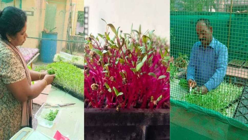 Microgreens Farming: 200 स्क्वायर फुट जमीन पर माइक्रोग्रीन की खेती कर हर माह कमा रहे 80 हजार रुपए 