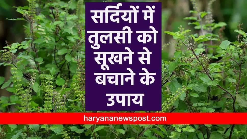 Tulsi को Winter Season में सूखने से बचना चाहते हैं तो जान लें ये Care Tips, सर्दियों में भी हरी भरी रहेगी तुलसी