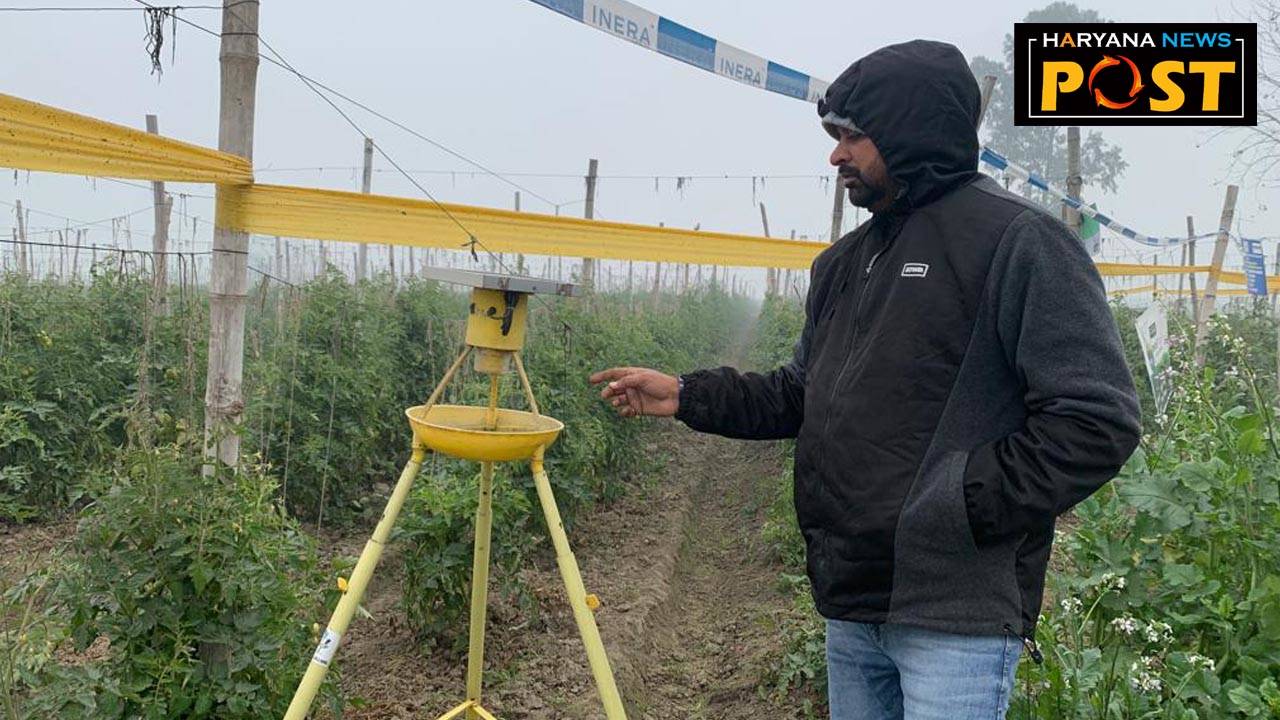 Karnal farmer cultivating tomatoes Artificial Intelligence