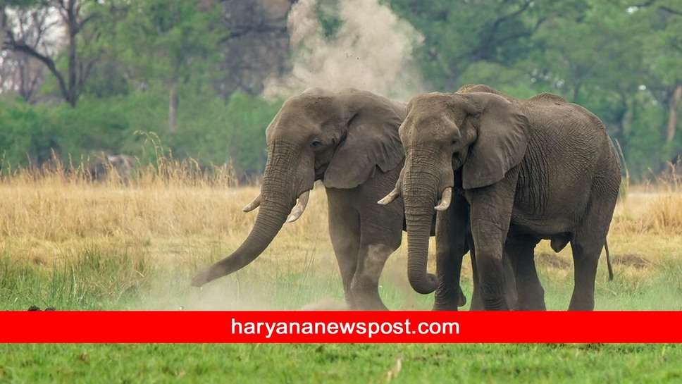 Elephant Milk : क्या आप जानते हैं की किस जानवर के दूध में होता है Alcohol जैसा नशा