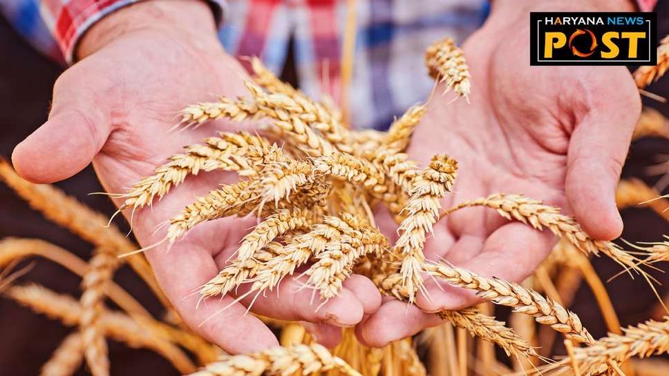 Wheat Production: बढ़ते तापमान का गेहूं के उत्पादन पर हो सकता है असर, किसान तुरंत करें ये काम नहीं होगी समस्या