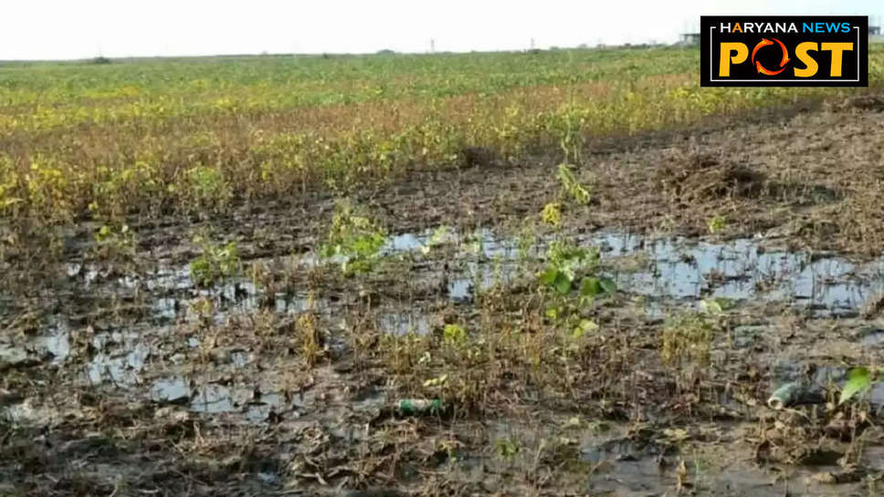 पलवल : ओलावृष्टि से फसलों को भारी नुकसान, किसानों ने की मुआवजे की मांग