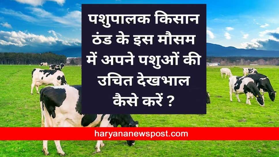 Dudharu Pashuon ki dekhbhal : सर्दी के मौसम में दुधारू पशुओं की कैसे करें देखभाल, थोड़ी सी लापरवाही से दूध उत्पादन में पड़ता है प्रभाव