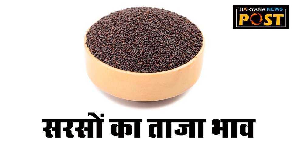 Sarson Mandi Bhav: मंडियों में सरसों की आवक शुरू, एमएसपी से नीचे चल रहा भाव, जानें आज के ताजा रेट