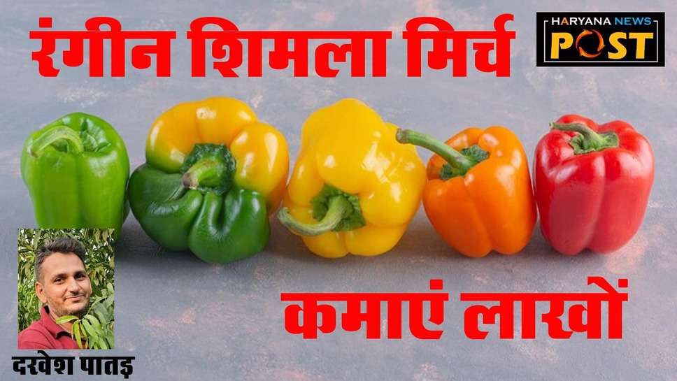 Colored Capsicum : कैसे करें रंगीन शिमला मिर्च की खेती, ऐसे लगाएं और आसानी से कमाएं इतने लाख