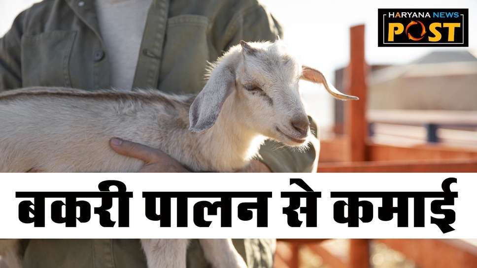 Goat Farming Business: पीएम मोदी ने भी की तारीफ, अब बकरी पालन से बढ़ा सकते हैं आय, साल भर में कमा लेंगे इतना