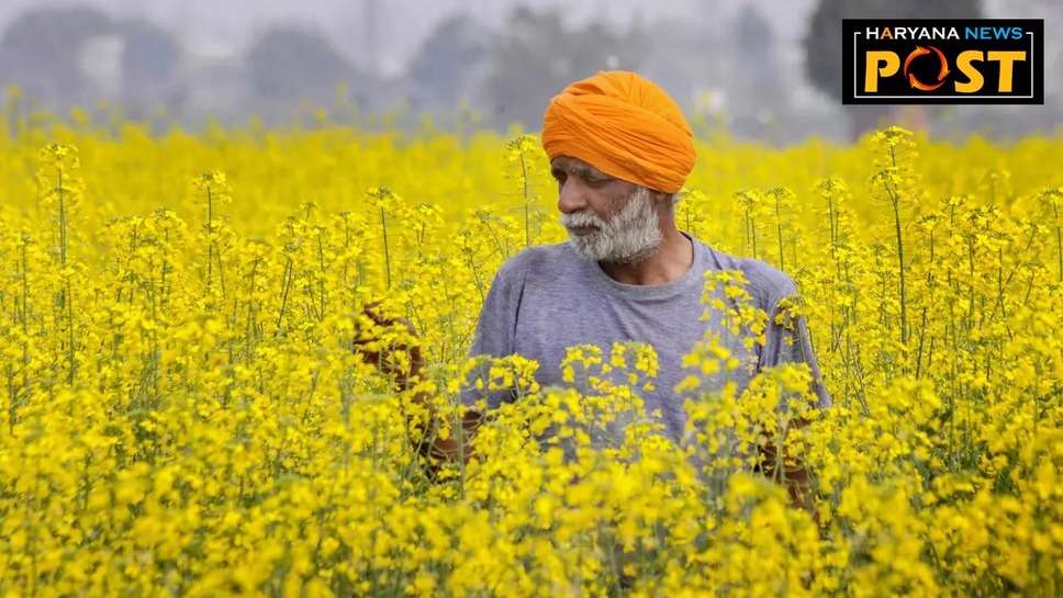 Mustard Production : सरसों की बंपर पैदावार होगी इस साल, उत्पादन का अनुमान करीब 123 लाख टन